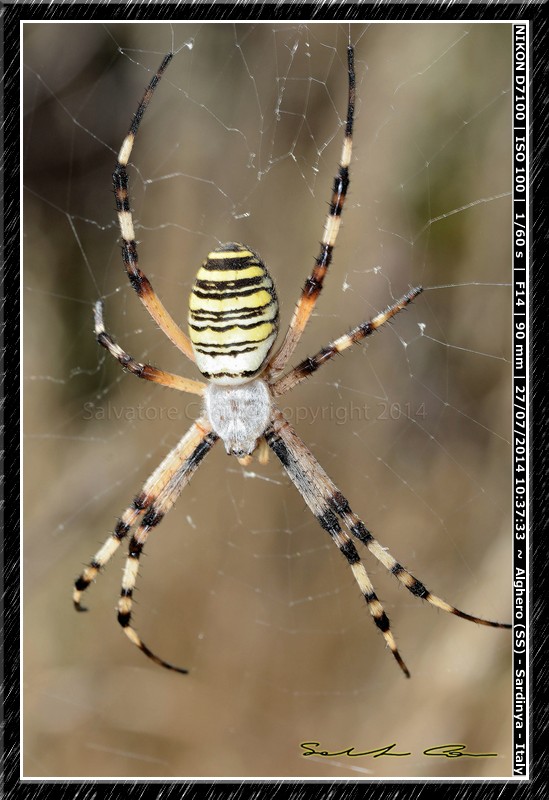 Argiope bruennichi